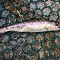 朽木渓流魚センタールアーフィールド